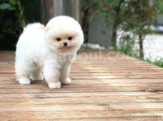 0,40 Mikro Küt Burun Teddyface Ödül Adayı Aa Plus Safkan Boo Pomeranian görsel