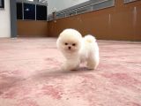0,40 Mikro Küt Burun Teddyface Ödül Adayı Aa Plus Safkan Boo Pomeranian