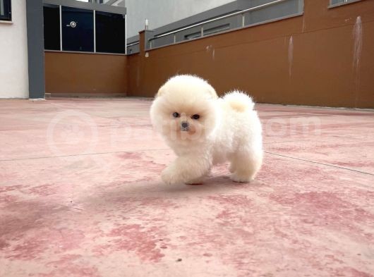 0,40 Mikro Küt Burun Teddyface Ödül Adayı Aa Plus Safkan Boo Pomeranian görsel