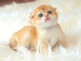 Safkan Scottish Fold Yavrularımız