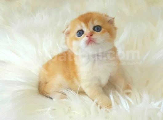 Safkan Scottish Fold Yavrularımız görsel