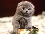 Safkan Scottish Fold Yavrularımız