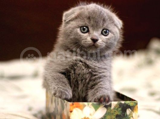 Safkan Scottish Fold Yavrularımız