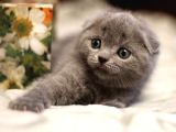 Safkan Scottish Fold Yavrularımız