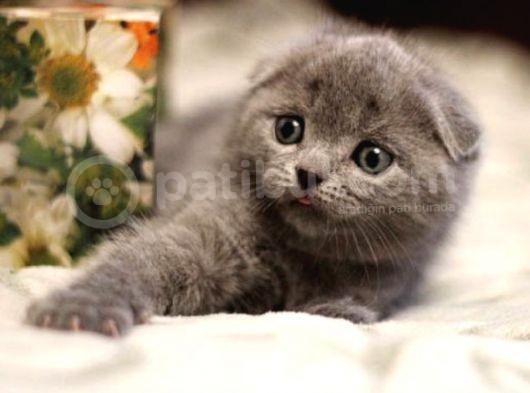 Safkan Scottish Fold Yavrularımız görsel