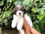 Morkie Yavrular