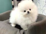 Ayı Surat Pomeranian Boo Yavrularımız