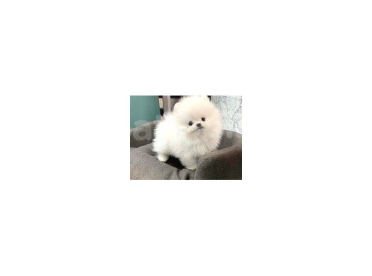 Ayı Surat Pomeranian Boo Yavrularımız
