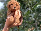 Her Renkte Toy Poodle Bebekler