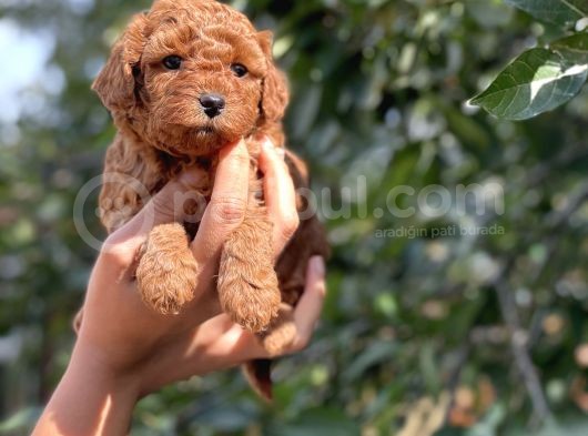 Her Renkte Toy Poodle Bebekler görsel