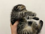 11 Ağustos Doğumlu Scottish Fold Tiger Cinsi Kızıma