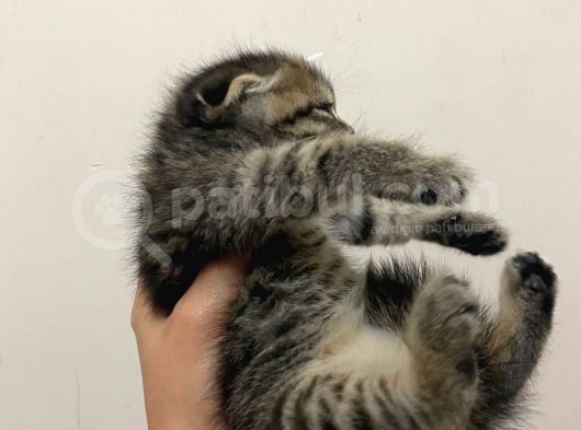 11 Ağustos Doğumlu Scottish Fold Tiger Cinsi Kızıma görsel