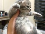 Scottish Fold Tabby Cinsi Oğluma Ömürlük Yuva Arıyorum