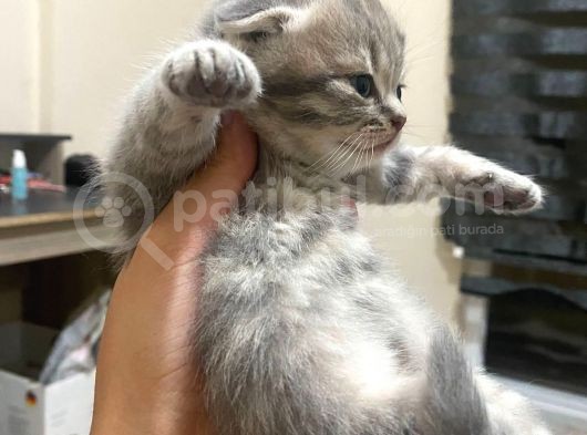 Scottish Fold Tabby Cinsi Oğluma Ömürlük Yuva Arıyorum görsel