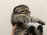 11 Ağustos Doğumlu Scottish Fold Tiger Cinsi Kızıma
