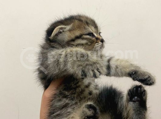 11 Ağustos Doğumlu Scottish Fold Tiger Cinsi Kızıma görsel