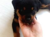 3.5 Aylık Sevimli Dişi Rotweiller 