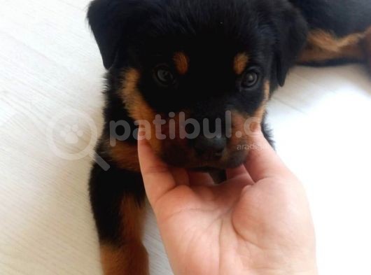 3.5 Aylık Sevimli Dişi Rotweiller  görsel