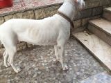 A Kalite Dogo Yavrularımız