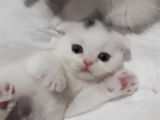 Beyaz Renk  Scottish Fold Yavrularımız