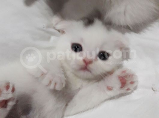 Beyaz Renk  Scottish Fold Yavrularımız görsel