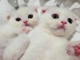 Beyaz Renk  Scottish Fold Yavrularımız