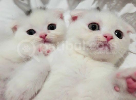 Beyaz Renk  Scottish Fold Yavrularımız