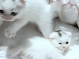 Beyaz Renk  Scottish Fold Yavrularımız