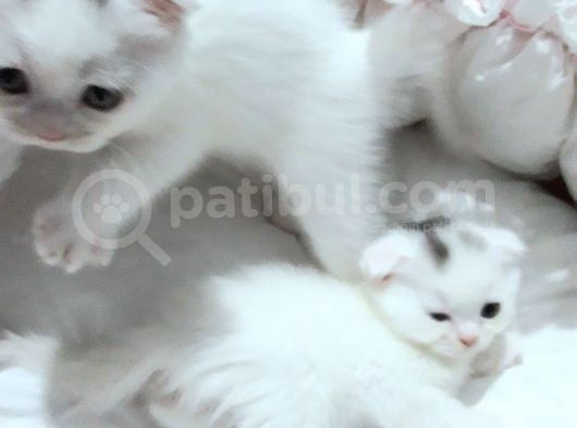 Beyaz Renk  Scottish Fold Yavrularımız görsel