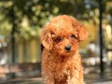 Red Di̇şi̇ Toy Poodle Yavrular