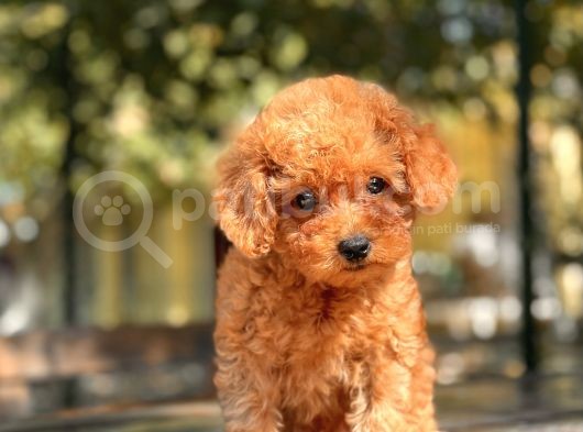 Red Di̇şi̇ Toy Poodle Yavrular görsel