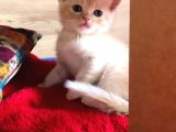 Yakışıklı Oğluşlarıma Yuva