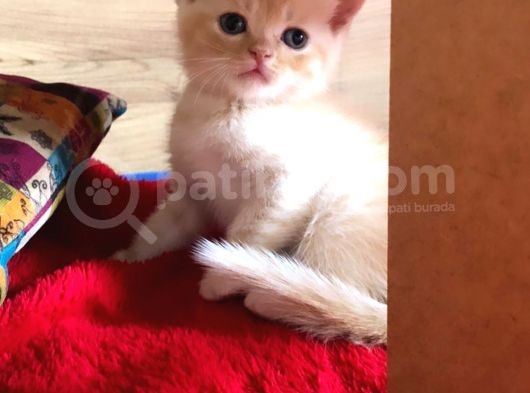 Yakışıklı Oğluşlarıma Yuva görsel