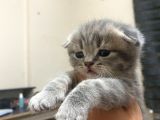 Scottish Fold Tabby Cinsi Oğluma Ömürlük Yuva Arıyorum