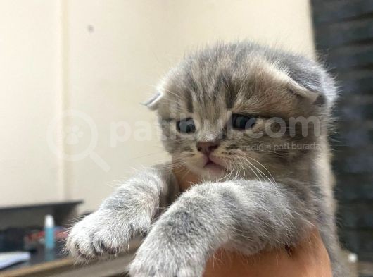 Scottish Fold Tabby Cinsi Oğluma Ömürlük Yuva Arıyorum görsel