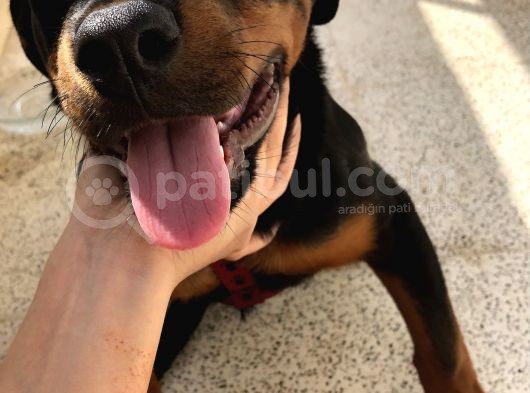 3.5 Aylık Sevimli Dişi Rotweiller 