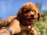 Red Di̇şi̇ Toy Poodle Yavrular