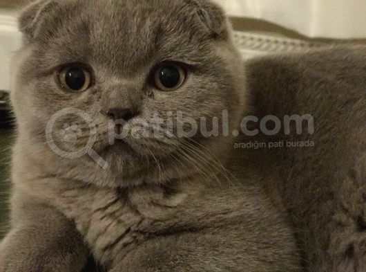 Oğlumuzu Sahiplendireceğiz görsel