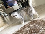 Scottish Fold Shorthair