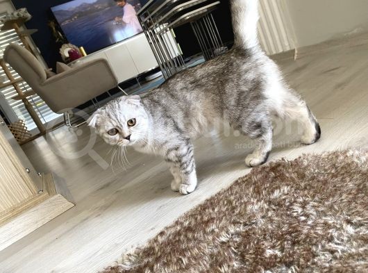 Scottish Fold Shorthair görsel