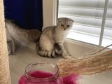 Scottish Fold Shorthair