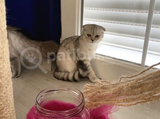 Scottish Fold Shorthair görsel