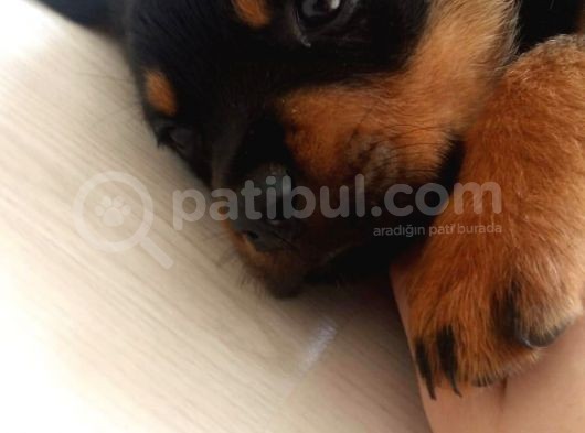 3.5 Aylık Sevimli Dişi Rotweiller  görsel
