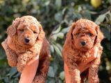 Her Renkte Toy Poodle Bebekler