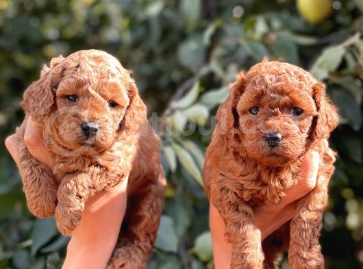 Her Renkte Toy Poodle Bebekler