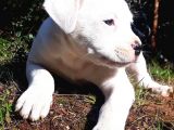 Safkan Dogo Argentino Dişi