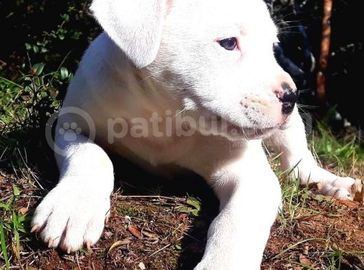 Safkan Dogo Argentino Dişi