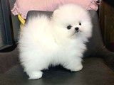 Ayı Surat Pomeranian Boo Yavrularımız