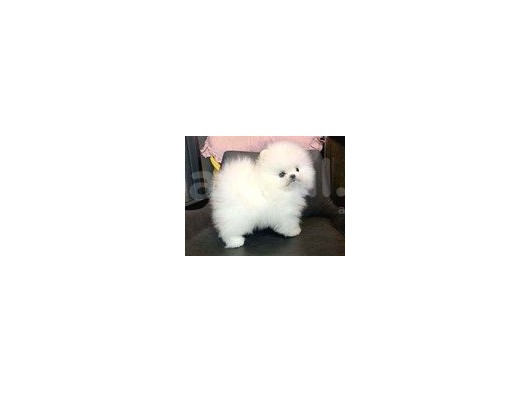 Ayı Surat Pomeranian Boo Yavrularımız görsel