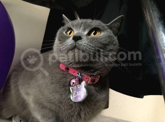 11 Ağustos Doğumlu Scottish Fold Tiger Cinsi Kızıma görsel